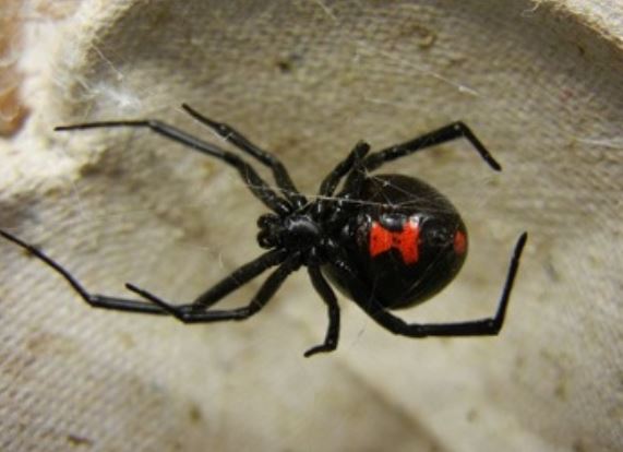 an image of spider in Pleasanton, CA