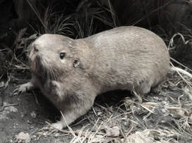 this is a picture of gophers in Pleasanton, CA